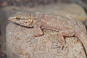 Böhme's gecko (Tarentola boehmei), South West Morocco