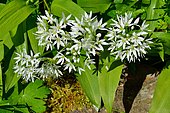 Ramsons : Allium ursinum. Habitat : leafey forests, mountain forests. Pyrenees, France