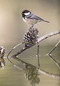 Coal Tit (Periparus ater) on a branch of Pine in water