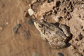Sahara Frog (Pelophylax saharicus), Morocco