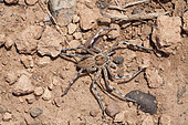 Huntsman Spider (Eusparassus dufouri), Morocco