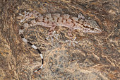 Böhme's gecko (Tarentola boehmei), Morocco