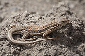 Spiny-Footed Lizard (Acanthodactylus erythrurus belli), Atlas, Morocco