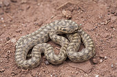 Southern Smooth Snake (Coronella girondica), High Atlas, Morocco