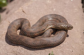 Viperine snake (Natrix maura), High Atlas, Morocco