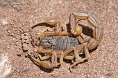Scorpion (Buthus lienhardi) ou (Buthus occitanus tunetanus) lepineyi form, Morocco