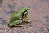 Stripeless Tree Frog (Hyla meridionalis), Punctuated form of the High Atlas, Morocco