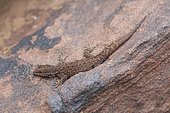 Atlas Day Gecko (Quedenfeldtia trachyblepharus), High Atlas, Morocco