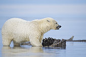 Polar bear (Ursus maritimus) young playing with whale remains on the shore, Barter Island, Northern Arctic Circle, Alaska.