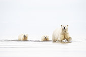 Ours polaire (Ursus maritimus) femelle et jeunes marchant dans l'eau, Ile Barter, Nord du cercle polaire, Alaska.