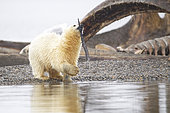 Polar bear (Ursus maritimus) young playing in front of whale remains on the shore, Barter Island, Northern Arctic Circle, Alaska.