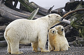 Polar bear (Ursus maritimus) female and youngs on whale remains on the shore, Barter Island, Northern Arctic Circle, Alaska.