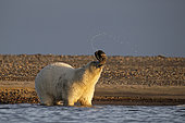 Polar bear (Ursus maritimus) young playing with a cap he projects into the air, Barter Island, North of the Arctic Circle, Alaska.