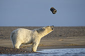 Polar bear (Ursus maritimus) young playing with a cap he projects into the air, Barter Island, North of the Arctic Circle, Alaska.