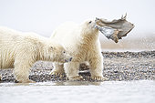 Polar bear (Ursus maritimus) young playing with whale remains, Barter Island, North of the Arctic Circle, Alaska.