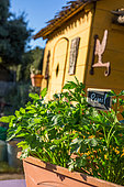 Pot of Parsley on a table in front of a yellow cabanon, vegetable garden, Provence, France