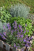 Aromatic Planting: Sage, Mint, Curry plant in a Bartholomew Square, Vegetable Garden, Provence, France