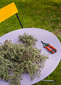 Thyme picked on a parma table with a red pruner, Vegetable garden, Provence, France