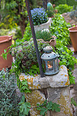 Burning candle in a lantern next to a Houseleek on a stone wall, Garden, Provence, France