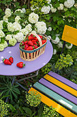 Basket of strawberries on a plum table and flowers of Viburnum snowball, Provence, France