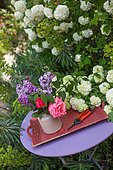 Bouquet of Lilac flowers on a plum table and flowers of Viburnum snowbal and Euphorbia (Euphorbia characias), Provence, France