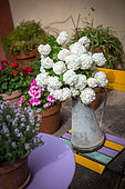 Bouquet of snowballs (Viburnum opulus) in a zinc watering can in the garden, Provence, France