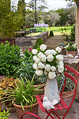 Bouquet of snowballs (Viburnum opulus) in a zinc watering can on a red chair in the garden, Provence, France