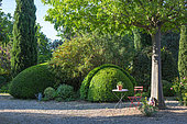 100-year-old boxwood trimmed topiary in the garden, Provence France