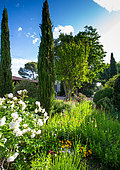 Rose 'Iceberg' and Cypress of Provence (Cupressus sempervirens) in front of a farmhouse, Provence, France