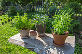 Collection of pots of herbs: basil, sage, mint, Garden, Provence, France