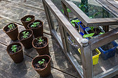 Basil Seedlings and tiny greenhouse, Vegetable Garden, Provence, France