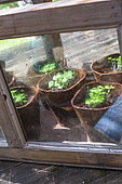 Basil Seedlings, Vegetable Garden, Provence, France