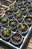Basil Seedlings, Vegetable Garden, Provence, France