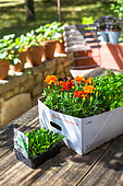 Marigold (Tagetes sp) and Salad container, Vegetable garden, Provence, France