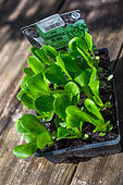 Salad container 'Craquerelle du midi', Vegetable garden, Provence, France