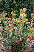 Euphorbia (Euphorbia characias), Garden, Provence, France
