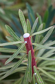 Euphorbia (Euphorbia characias) cut, Garden, Provence, France