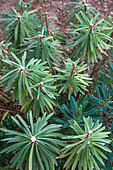 Euphorbia stems (Euphorbia characias) cut, Garden, Provence, France