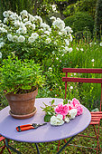 Mint pot and pruner on a round garden table, chair and rosebush 'Iceberg', Garden, Provence, France
