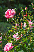 Roses buds and flowers, Garden, Provence, France