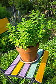 Mint pot on a garden chair, Provence, France