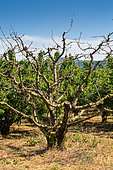 Dead cherry, Garden, Provence, France