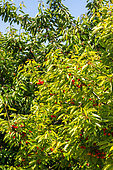 Cherry tree with chlorosis, Garden, Provence, France