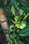 Tomatoes 'Marmande', Vegetable garden, Provence, France