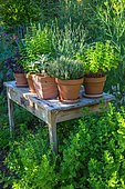 Wooden table and herbs in pots, vegetable garden, Provence, France
