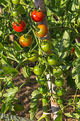 Cherry tomato 'Sweet', Provence, France