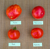 Tomatoes 'Ananas', 'Rose de Berne', 'Paola', 'Marmande', Vegetable garden, Provence, France