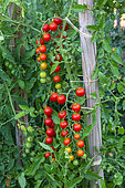 Cherry tomato 'Supersweet', Provence, France