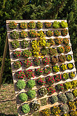 Presentation of succulent plants, Garden, Provence, France