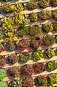 Presentation of succulent plants, Garden, Provence, France
